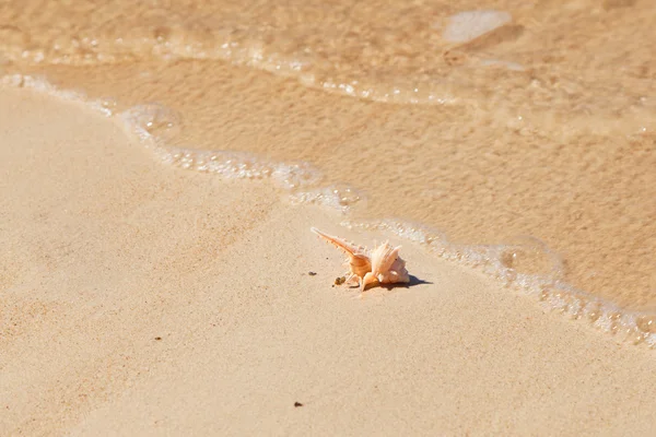 Kagyló makró megtekintése homokos strand — Stock Fotó