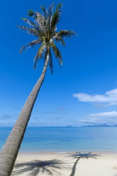 Plaj kum üzerindeki gölgeli palmiye ağacı — Stok fotoğraf