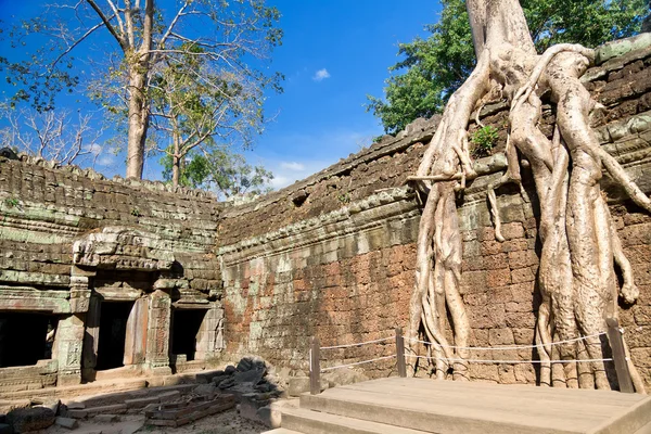 Banyan fák a Ta Prohm templom romjai — Stock Fotó