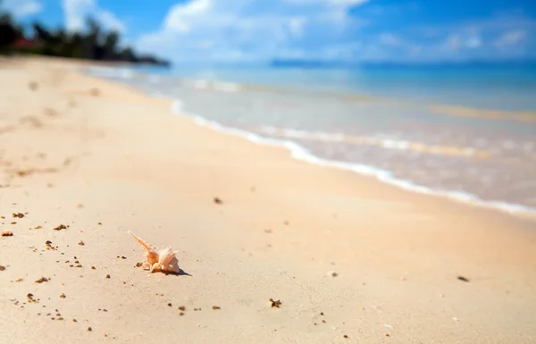 Vista macro Seashell sull'oceano sfocato — Foto Stock