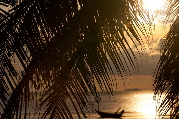 Zachód słońca z liści palmowych drzew — Zdjęcie stockowe