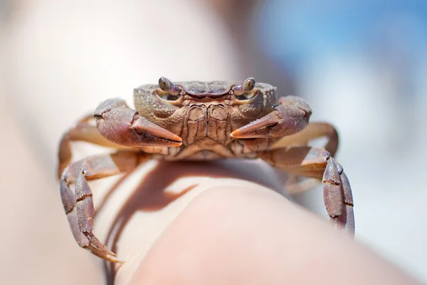 Crab on male hand at the sea — Stock Photo, Image