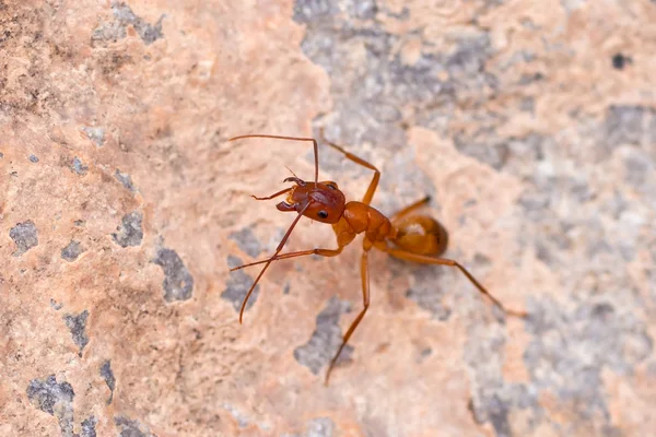 Hormiga marrón en la roca — Foto de Stock