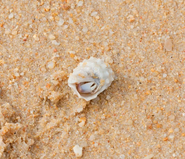 Rákhalászat a kagyló a tengerre tengerparton — Stock Fotó
