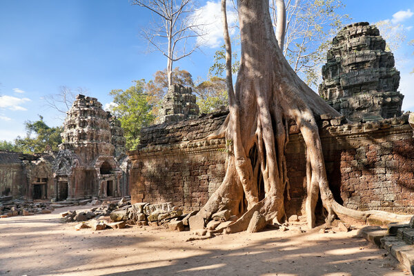 Banyan trees on ruins in Ta Prohm temple, Cambodia