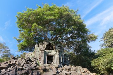 Banyan trees on ruins clipart