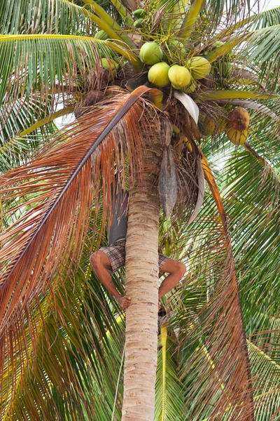 Macierzystego chłopiec wspinaczka na pniu drzewa palmowego — Zdjęcie stockowe