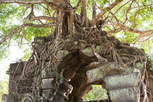 Banyan δέντρα πάνω σε ερείπια — Φωτογραφία Αρχείου
