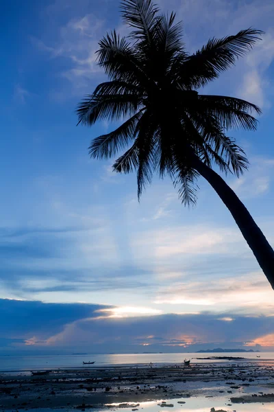 Захід сонця з силуетом пальмового дерева — стокове фото