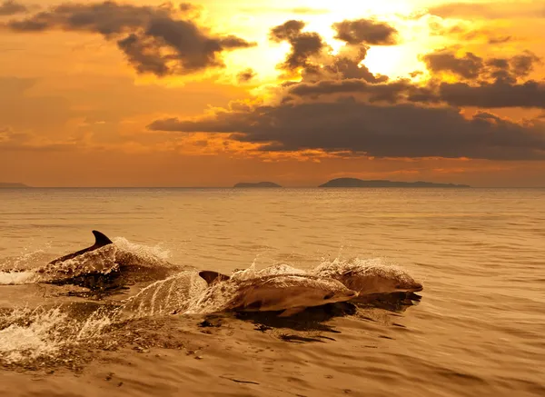 Três golfinhos brincando no pôr do sol do mar — Fotografia de Stock
