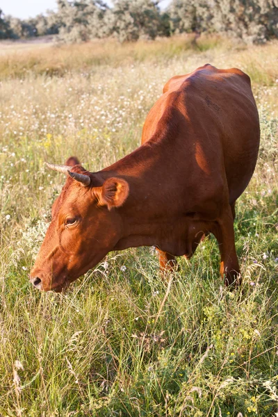 Vacca bruna Foto Stock