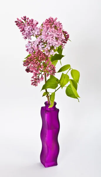 Lilás roxo — Fotografia de Stock