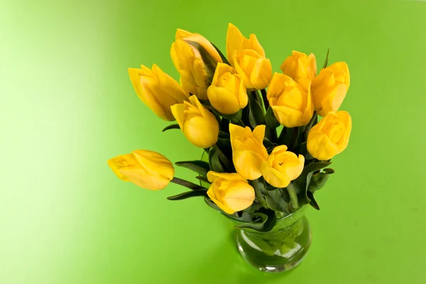 Tulipano giallo Foto Stock
