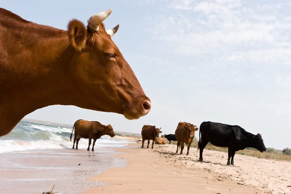 Rustig maar. — Stockfoto