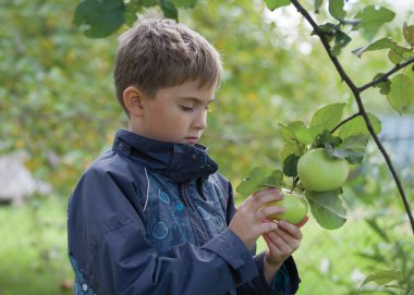 bir çocuk hasat toplanırken Apple kalite kontrol