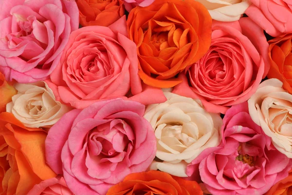 stock image Bunch of roses