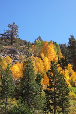 Kaliforniya Mountain