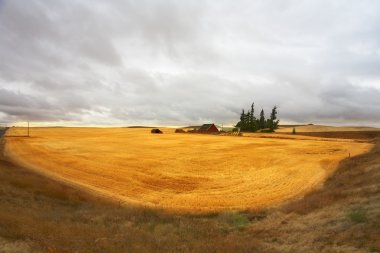 Montana'daki bir çam