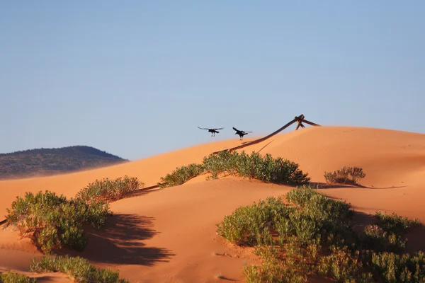 The big black birds fly over dunes