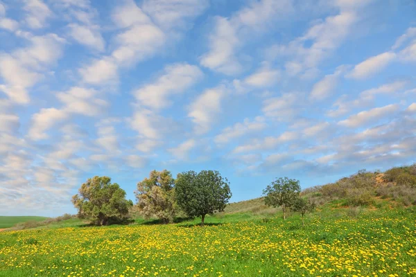 Yumuşak yeşil çimen — Stok fotoğraf