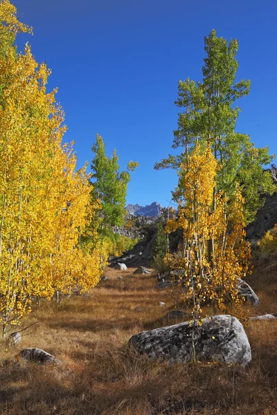 Stromy s barevnými listy a velkými balvany — Stock fotografie