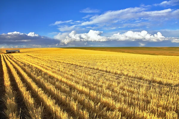 Wheaten fields of Montana — Stock Photo, Image