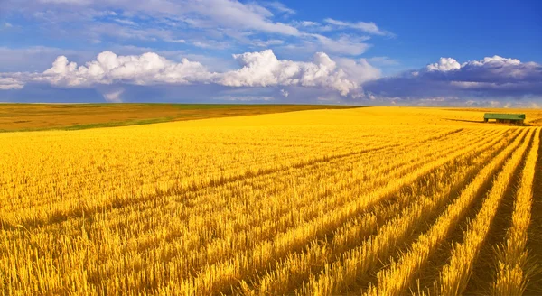 The field after harvesting — Stock Photo, Image