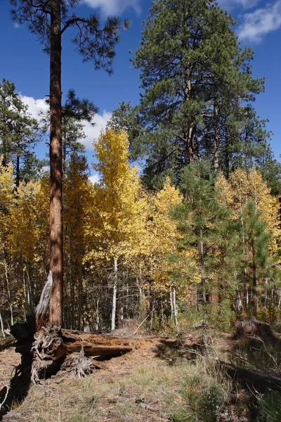 Bosque caducifolio de otoño — Foto de Stock