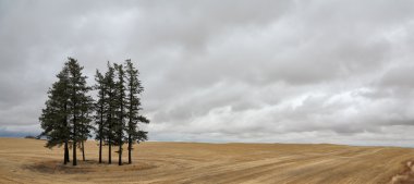 Several pine trees swaying in the wind clipart