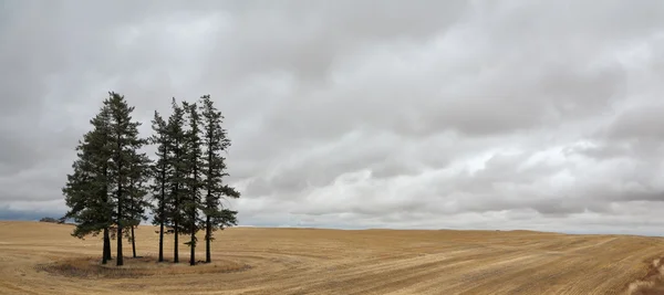 stock image Several pine trees swaying in the wind