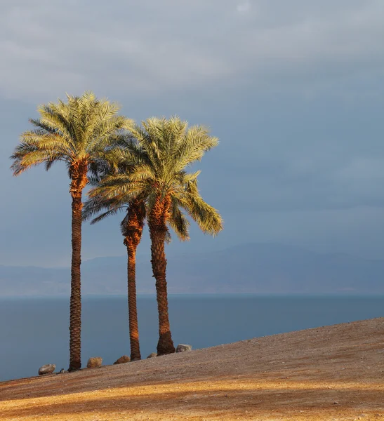 Palmové stromy na pobřeží — Stock fotografie