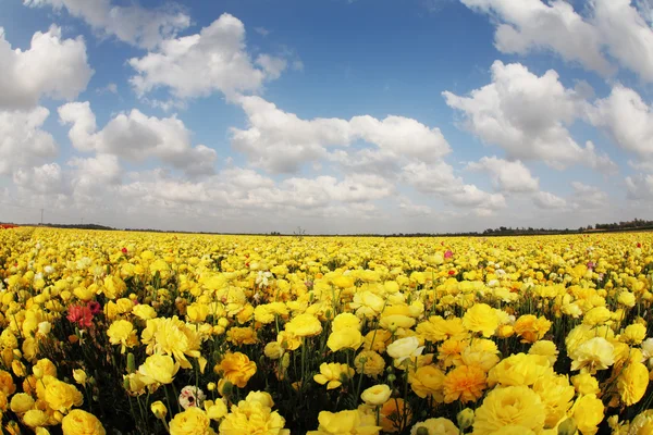 Um campo de ranúnculo amarelo — Fotografia de Stock