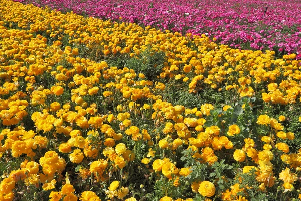 Das Feld der gelben und rosa Schmetterlinge - Hahnenfuß — Stockfoto