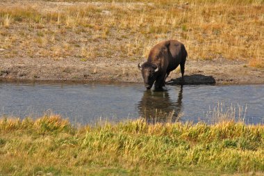 Yellowstone Ulusal Parkı 'nda Bizon