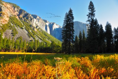 The Yosemite park above which the bird's flight flies by clipart