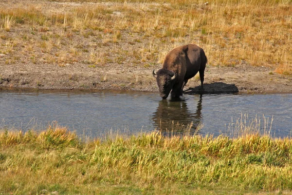 Bisons im Yellowstone-Nationalpark — Stockfoto
