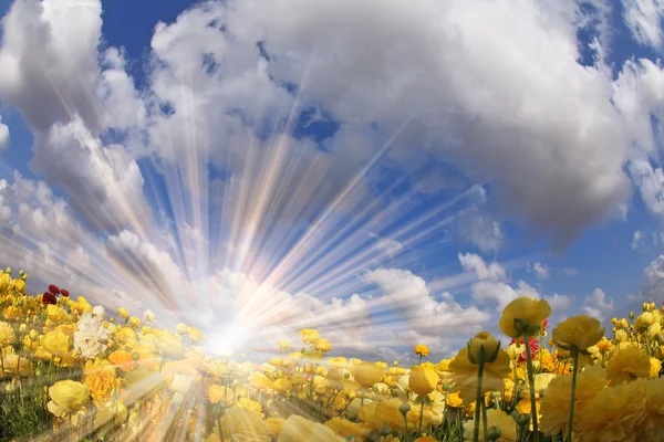 Sarı bahar düğünçiçekleri pırıl pırıl güneş parlıyor. — Stok fotoğraf