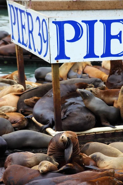 The sea lions are heated on wooden platforms — Stock Photo, Image