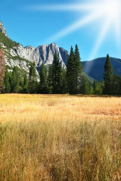 Dichte herfst gele gras in een berg — Stockfoto