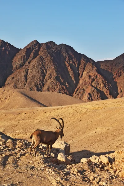 De geit in stenen desert.the bergen van eilat — Stockfoto