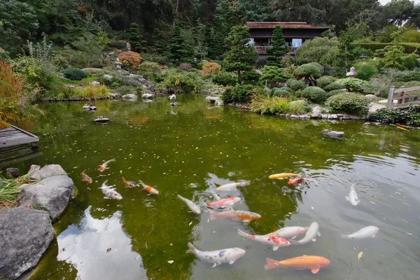Un pequeño estanque con peces de colores — Foto de Stock