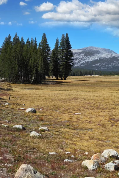 El Parque Yosemite: hierba amarilla seca, árboles de pelaje y piedras — Foto de Stock