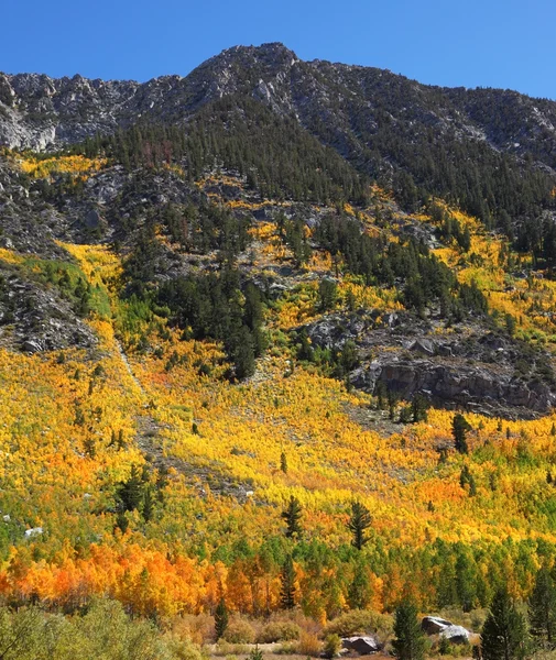 低木の秋の色 — ストック写真
