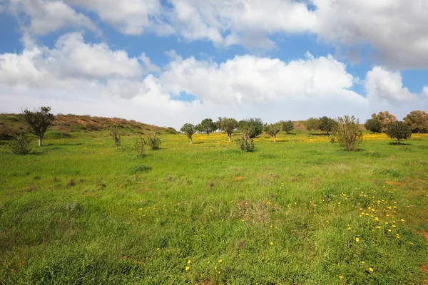 Żółte stokrotki na zielonych trawnikach — Zdjęcie stockowe