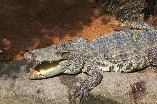 Krokodilen är efter utfodring — Stockfoto