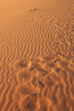 The chain of bird footprints clipart