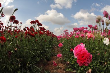 A pink and red garden