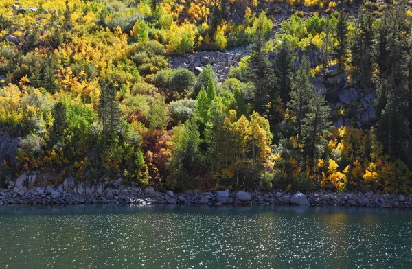 Желтая листва сияет полуденным солнцем — стоковое фото