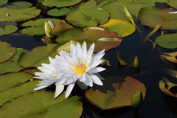 Two white water lilies on a sunny day — Stock Photo, Image