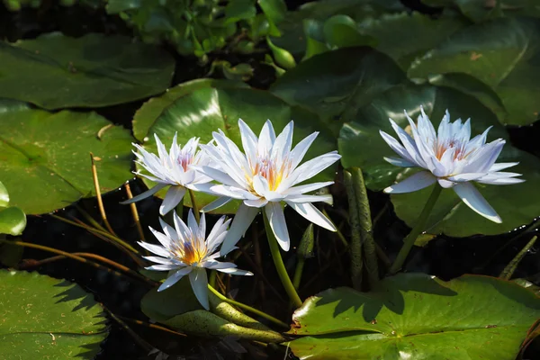 Four white water lilies — Stock Photo, Image